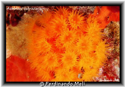Astroides calycularis. by Ferdinando Meli 